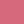 Pink rose
